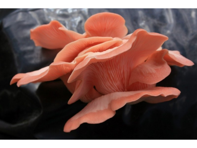 Мицелий Вешенки розовой / Розовый фламинго (Pleurotus djamor) Мицелий Вешенки розовой / Розовый фламинго (Pleurotus djamor)